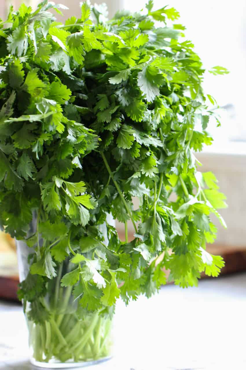 Fresh cilantro bunch