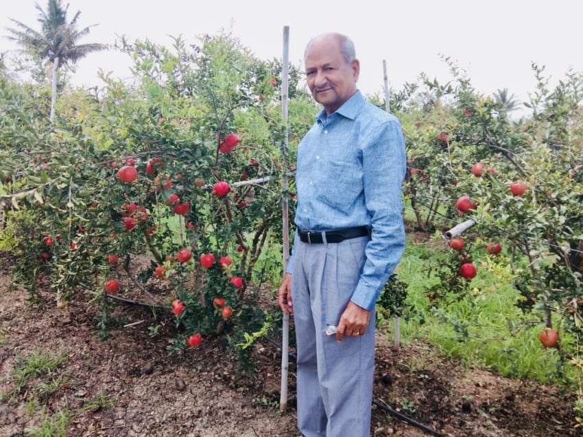 Dad in pomegranate orchard
