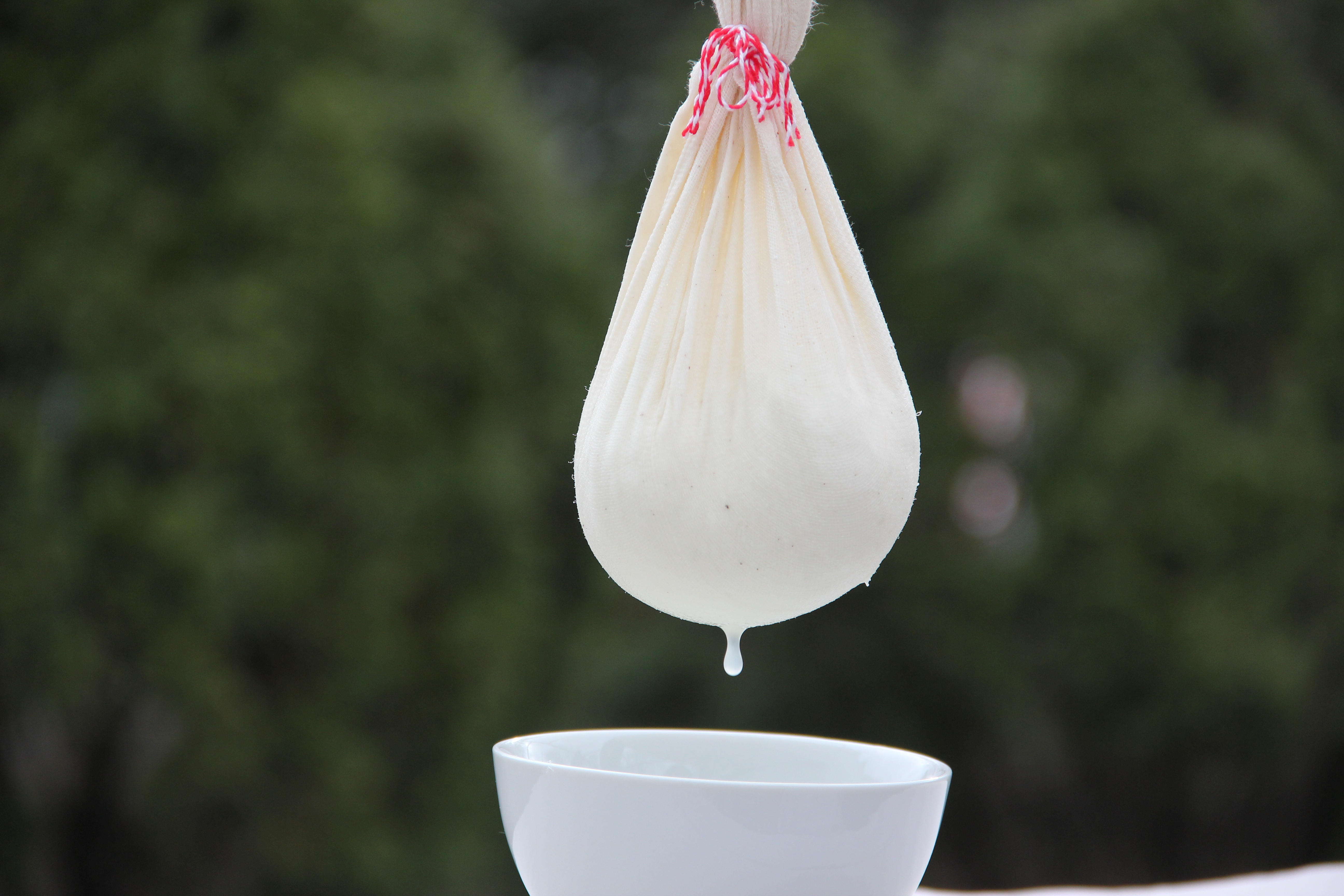 hung curdled milk in cheese cloth