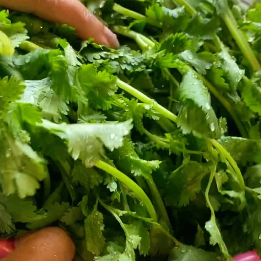 cilantro leaves