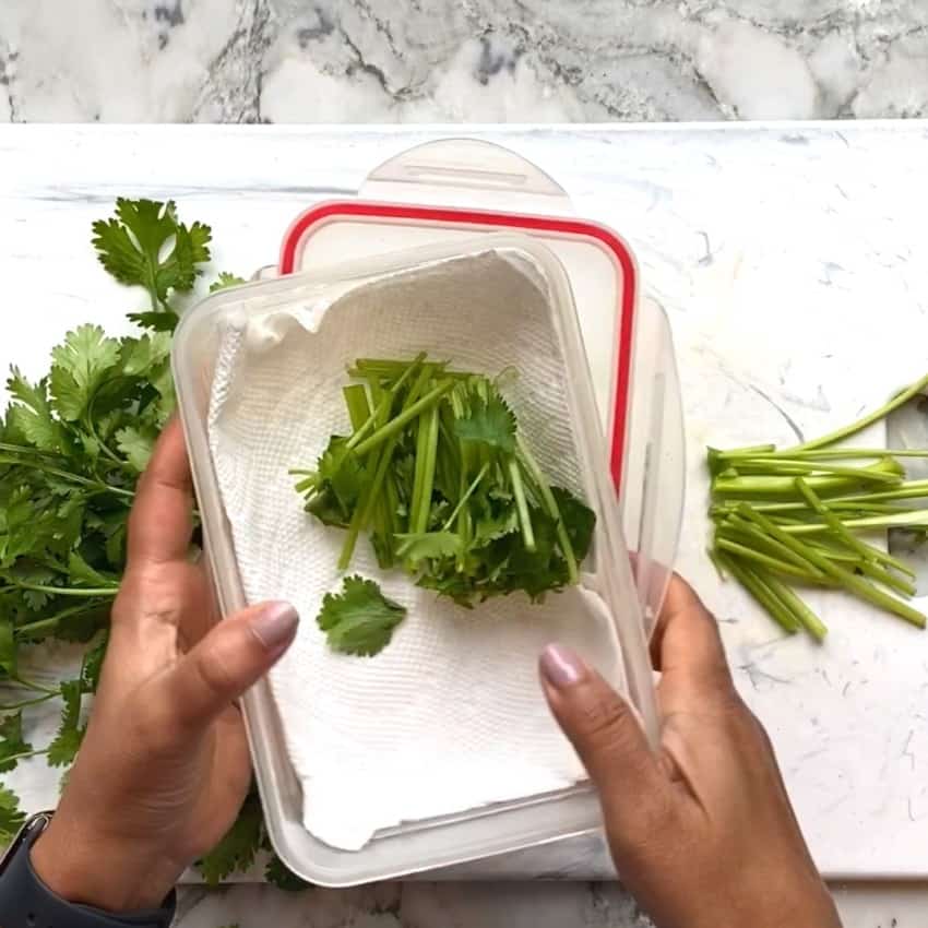 cilantro stems in a container
